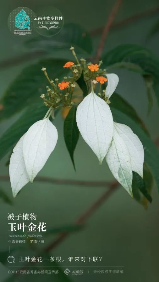 云南省人民政府网