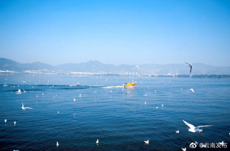 点赞！今年1至9月滇池全湖水质继续保持Ⅳ类