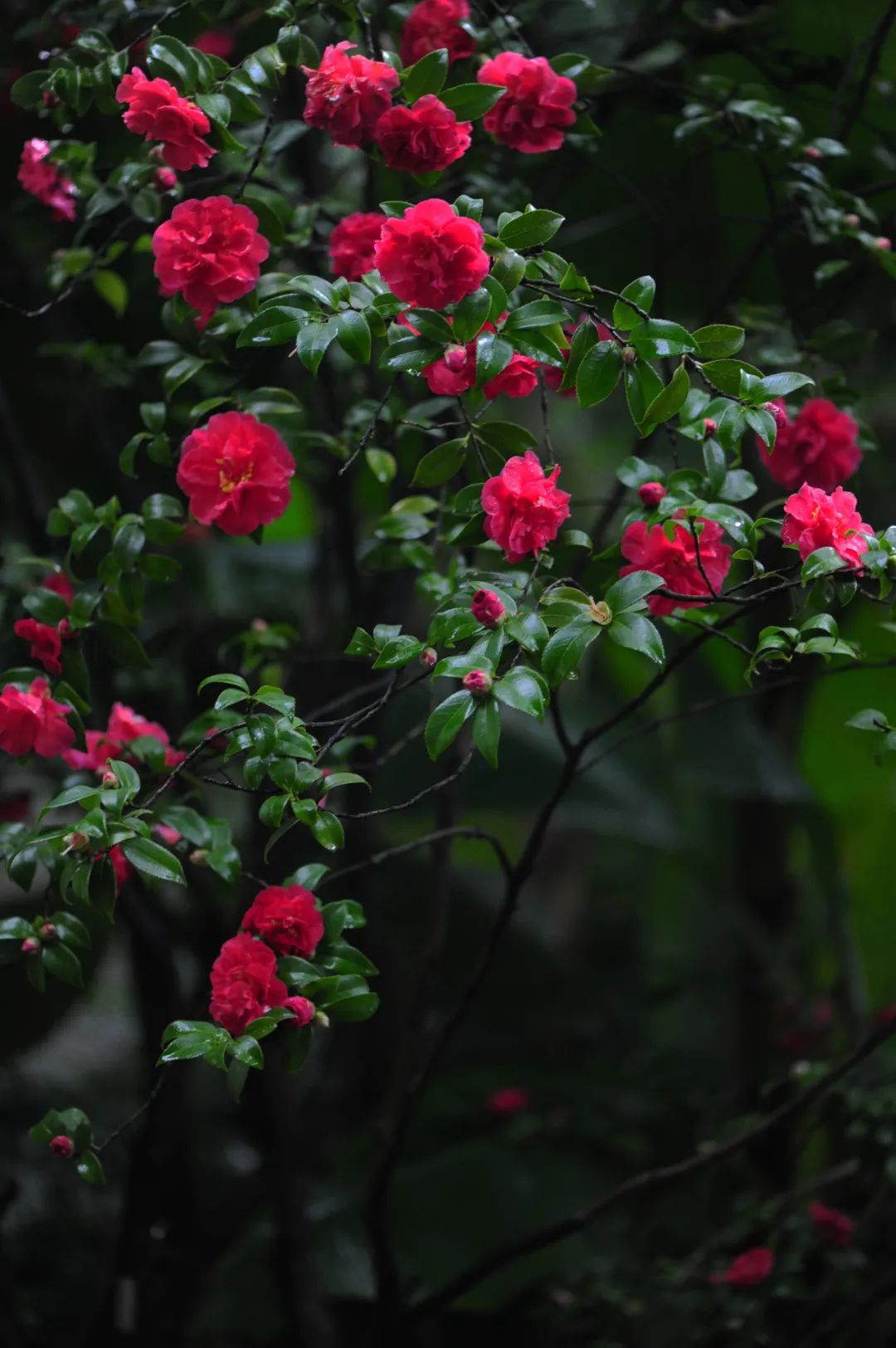 昆明市金殿名胜区