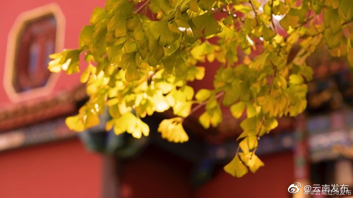 “云南发布”微博