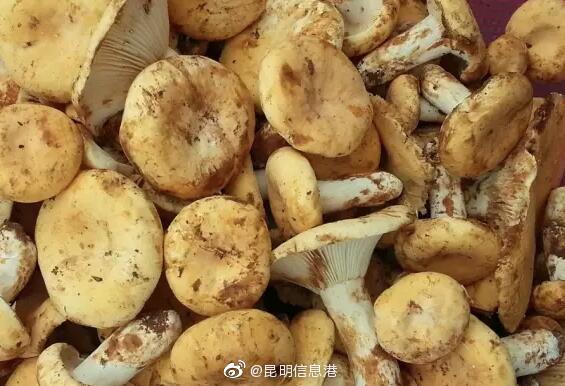 昆明信息港
