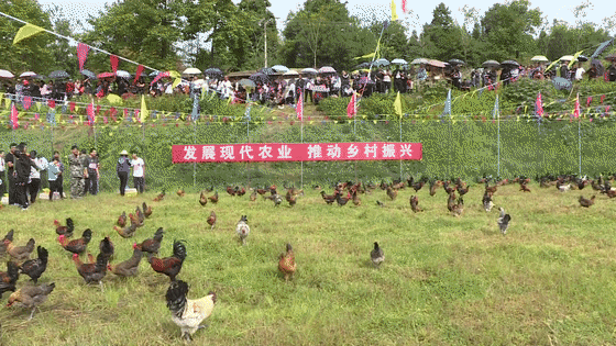 大理电视台