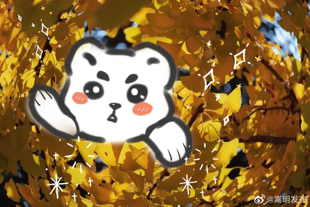 嵩明发布