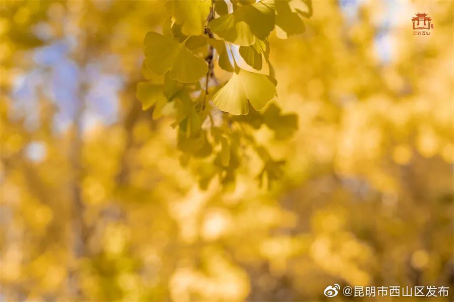 “昆明市西山区发布”微博