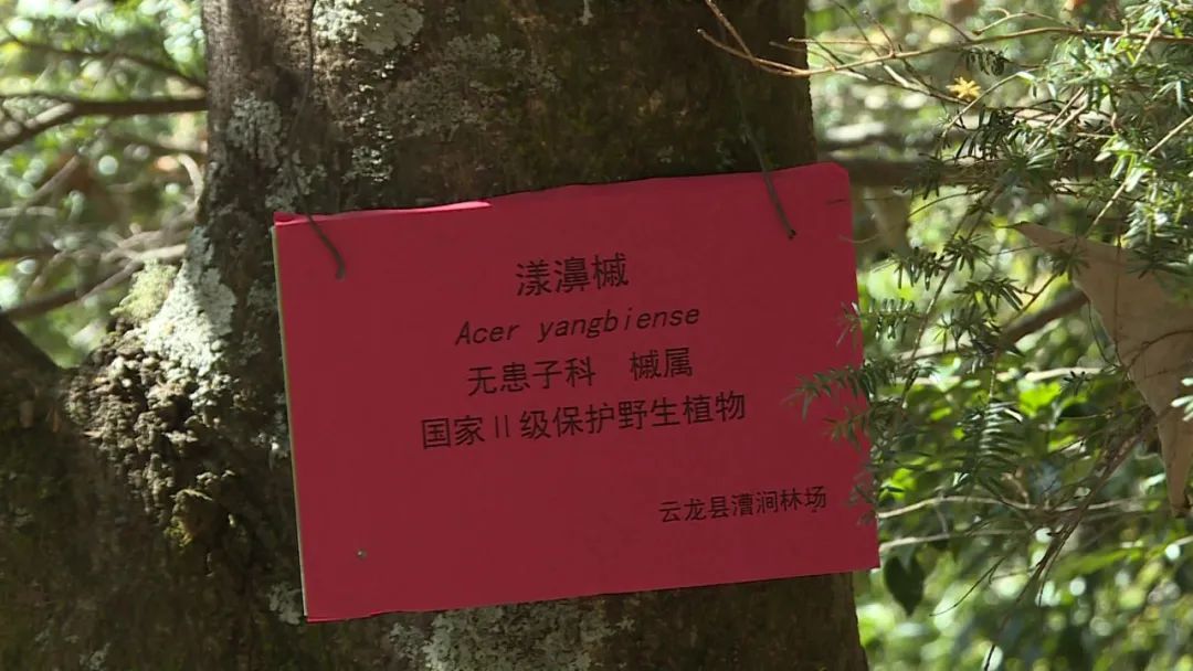 大理电视台