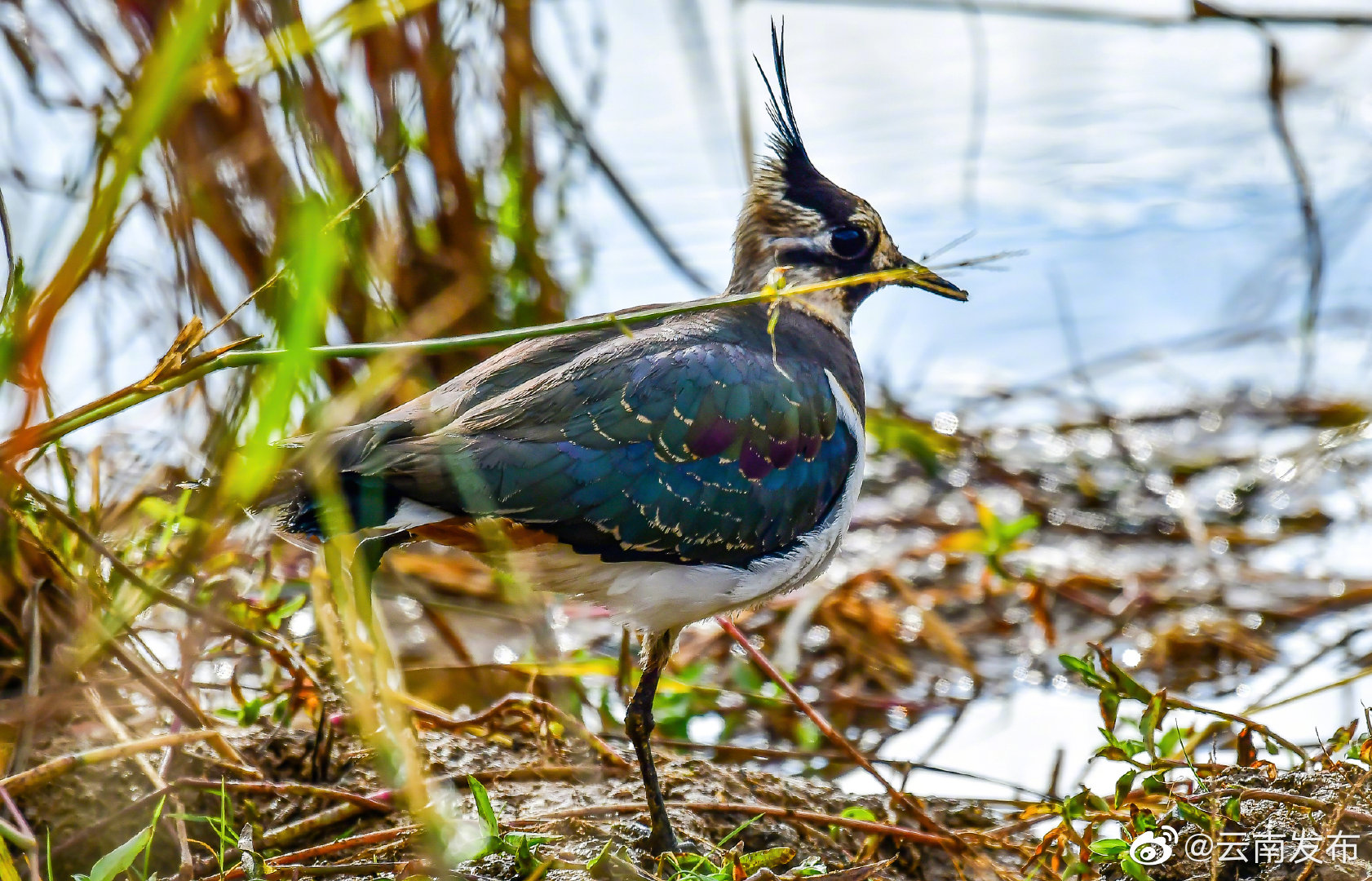 “云南发布”微博