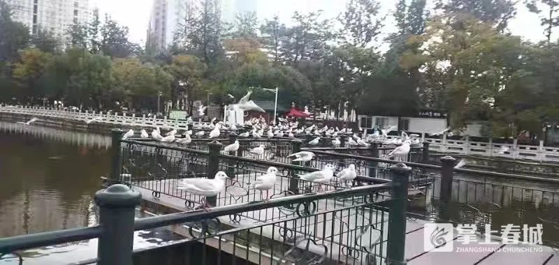 掌上春城
