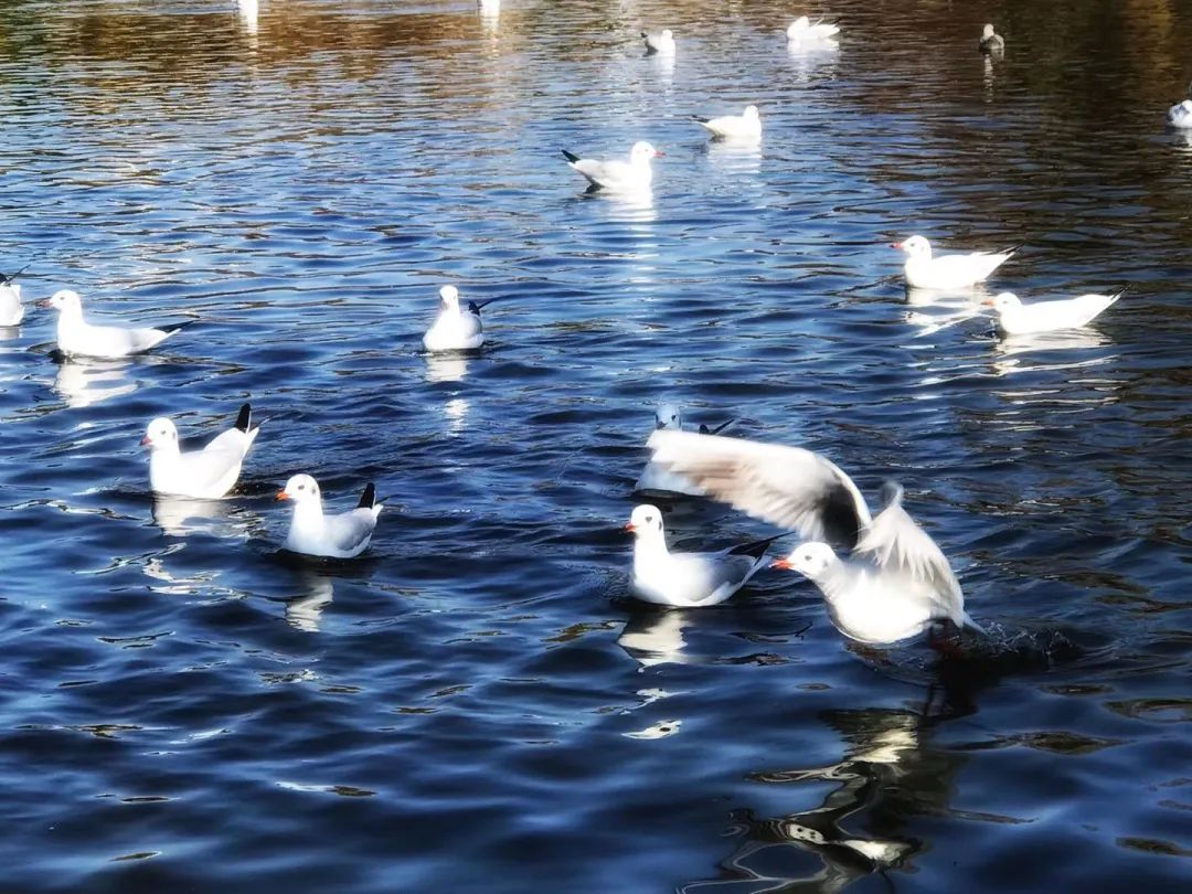 昆明滇池国家旅游度假区管理委员会(微信)