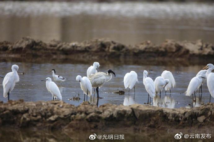 “云南发布”微博