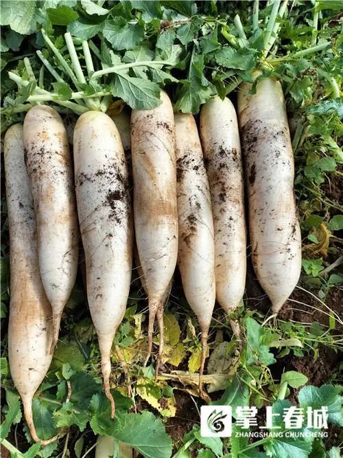 昆明市农业农村局