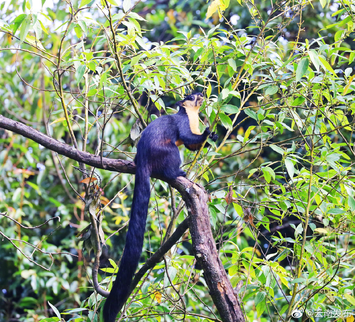 “云南发布”微博