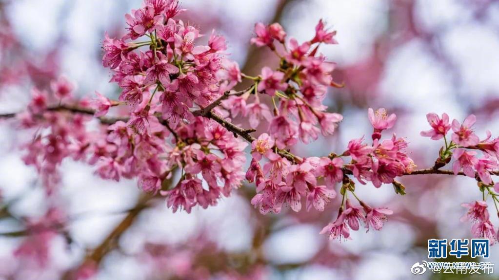 “云南发布”微博