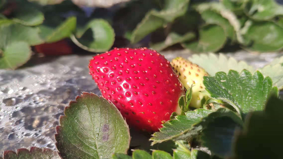 福贡先锋
