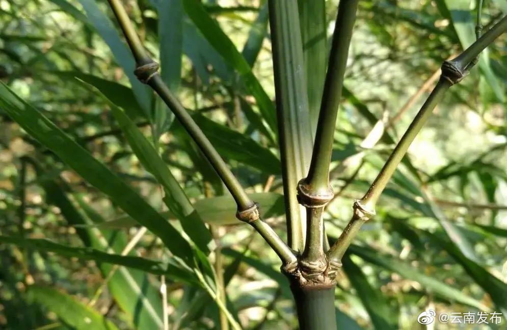首次发现！世界唯一分布的竹类植物新品种就在云南