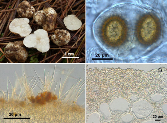 昆明信息港/cnkmxxg