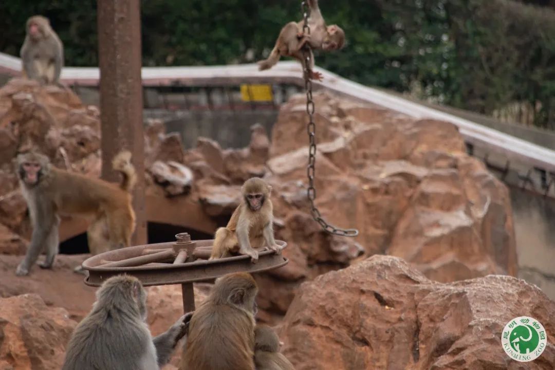 昆明动物园