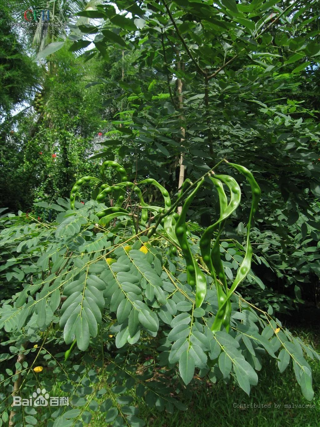 西双版纳望天树景区