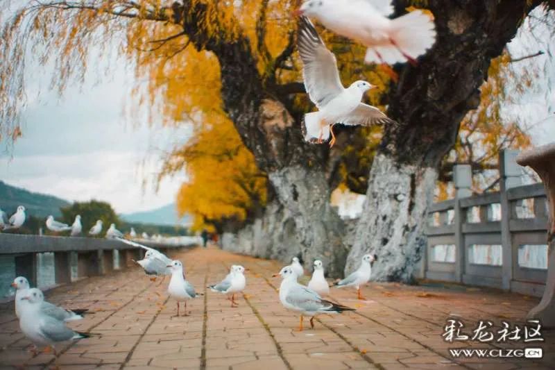 昆明信息港/cnkmxxg