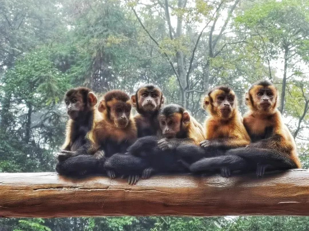 云南野生动物园