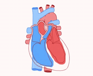 心跳快点好还是慢点好？