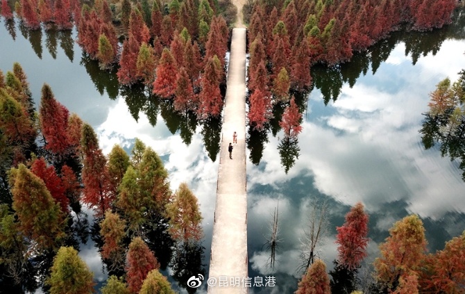 甸尾水杉红 满目景色美