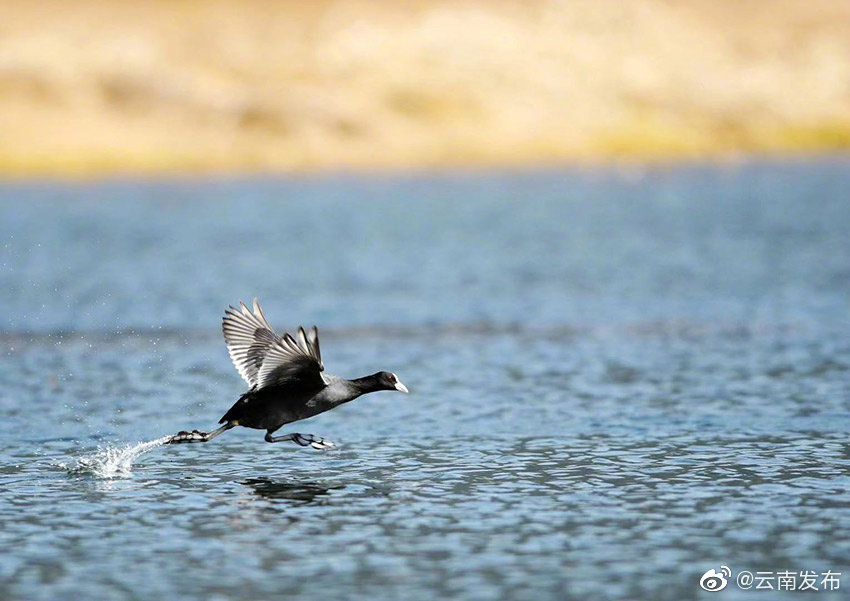 “云南发布”微博