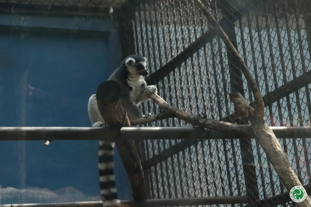 昆明动物园