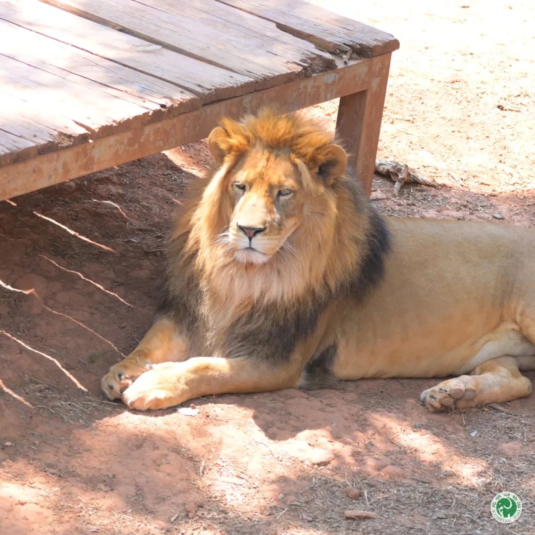 昆明动物园