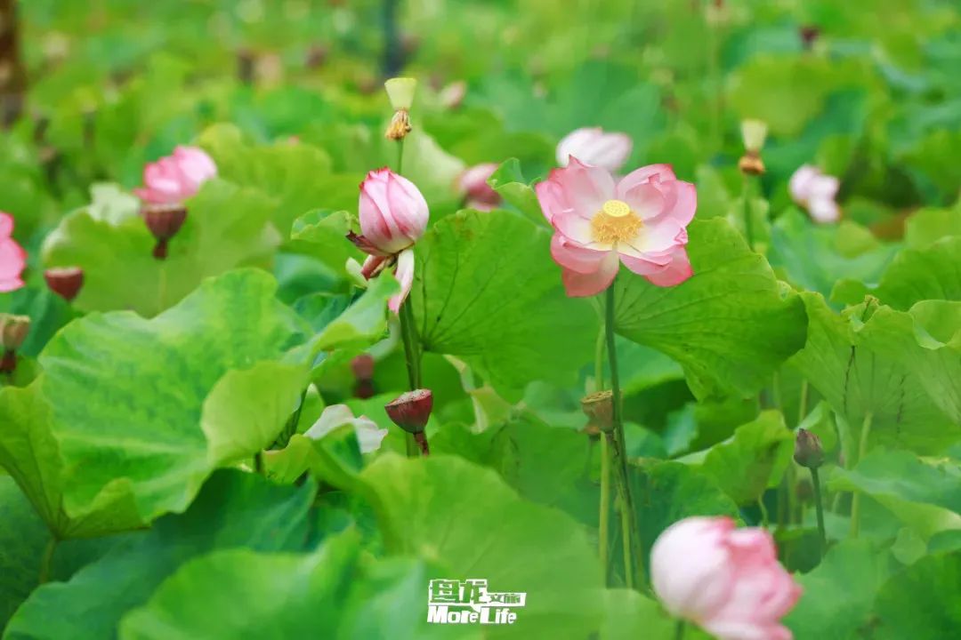 盘龙共青团