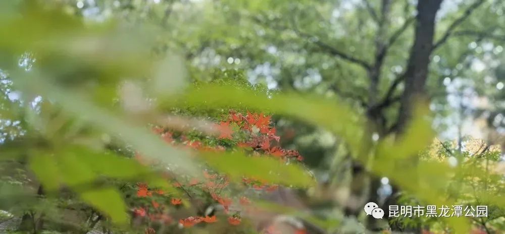 盘龙共青团