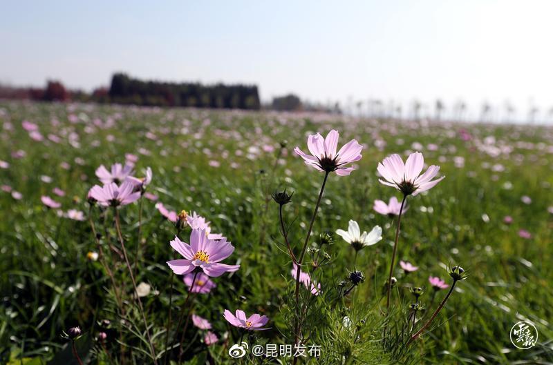 昆明发布