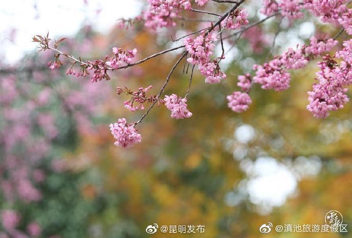 “滇池旅游度假区”微博