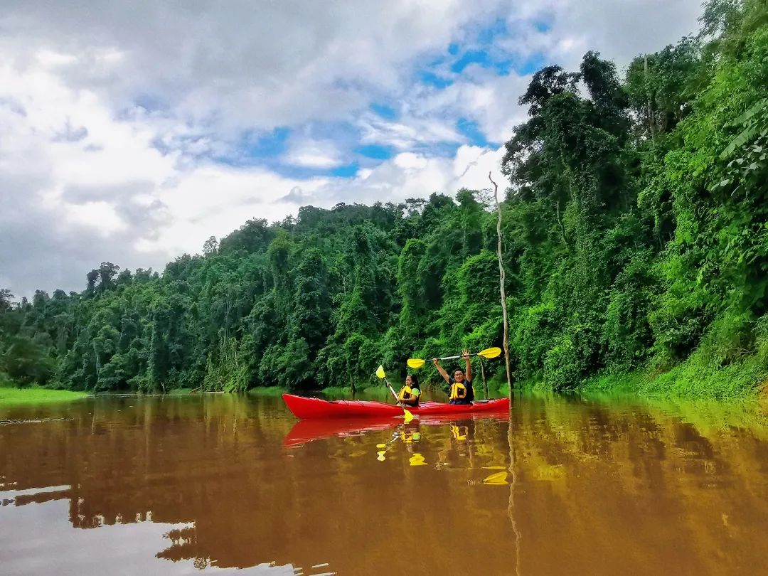 西双版纳望天树景区