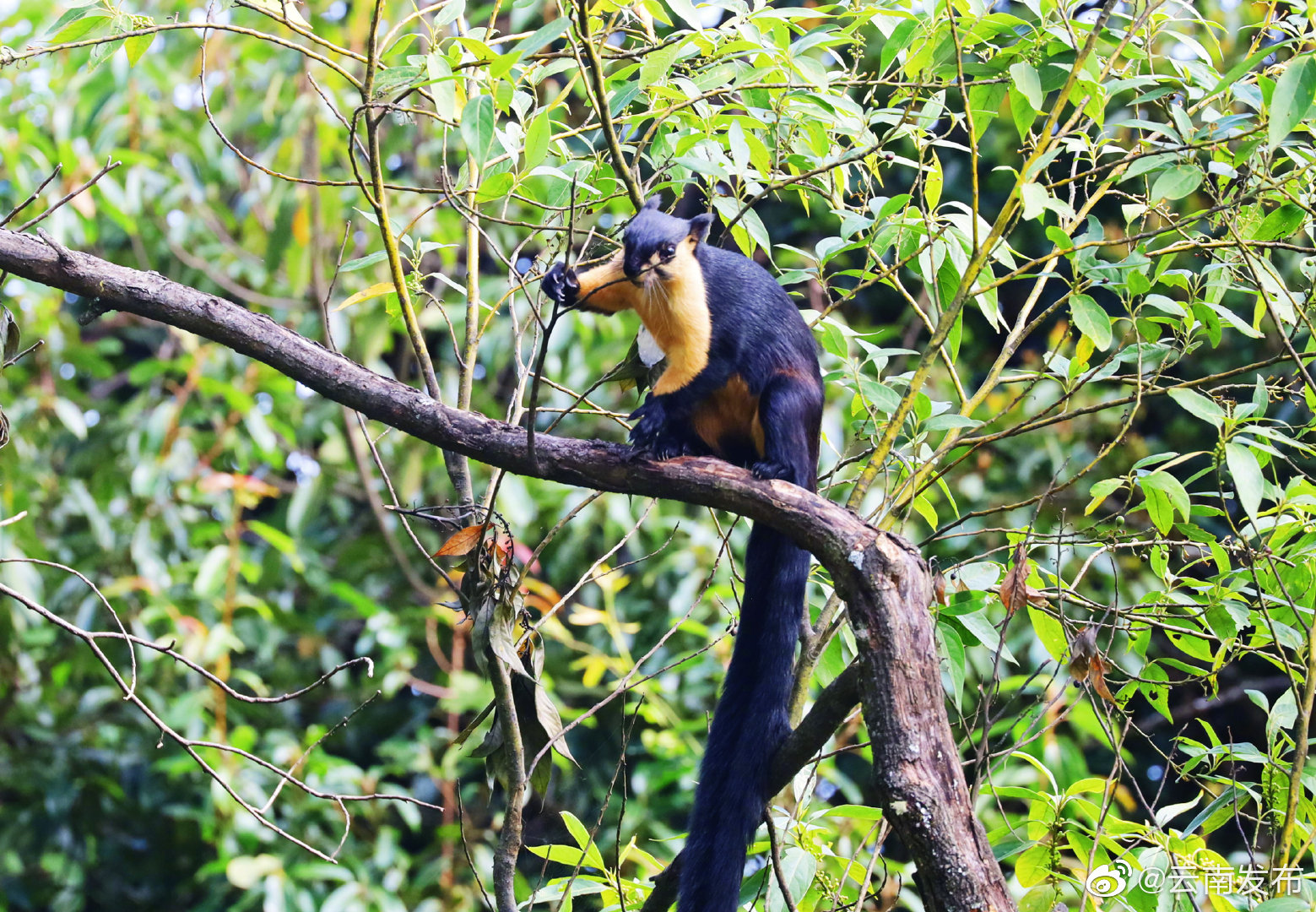 “云南发布”微博