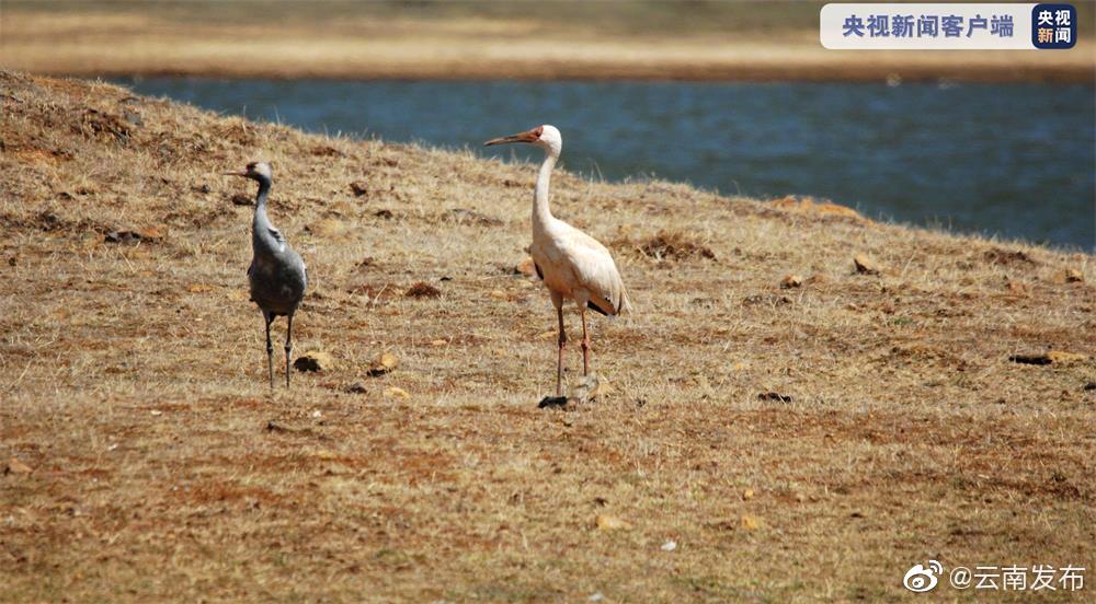 “云南发布”微博