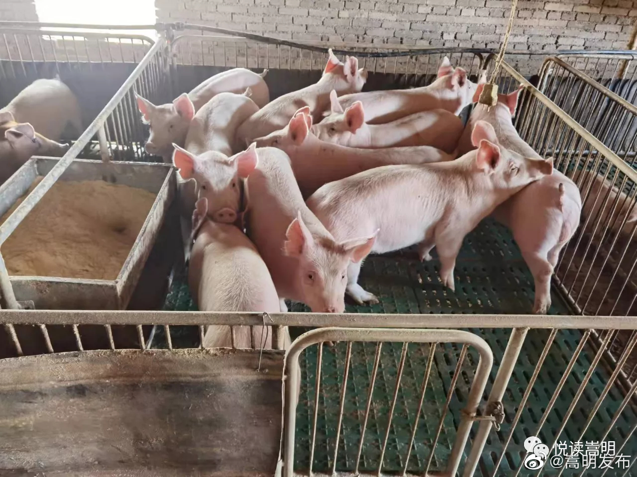 嵩明发布