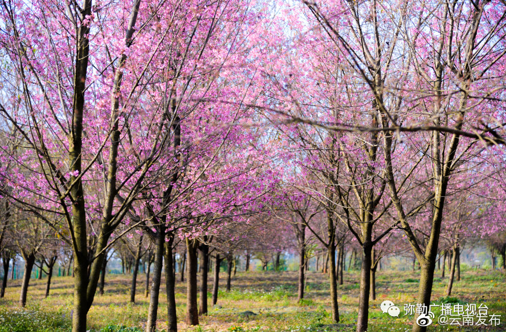 “云南发布”微博