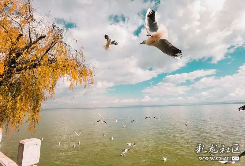 昆明信息港/cnkmxxg