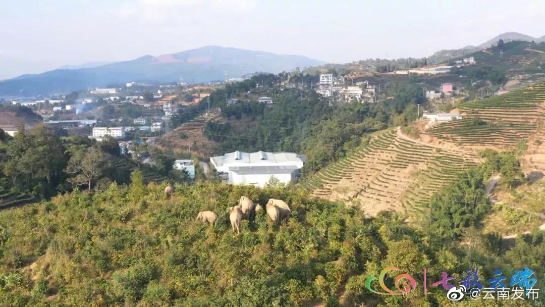 “云南发布”微博