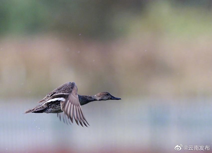 “云南发布”微博