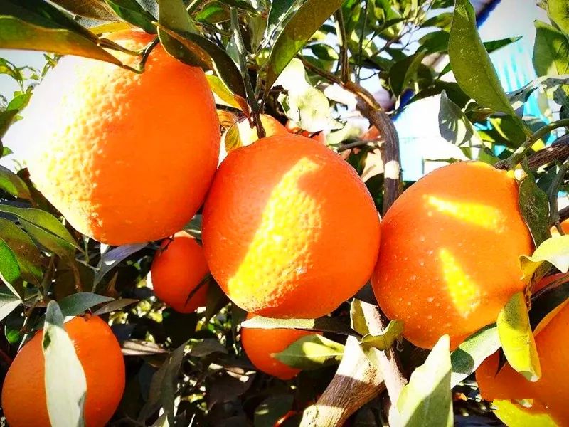 昆明市农业农村局