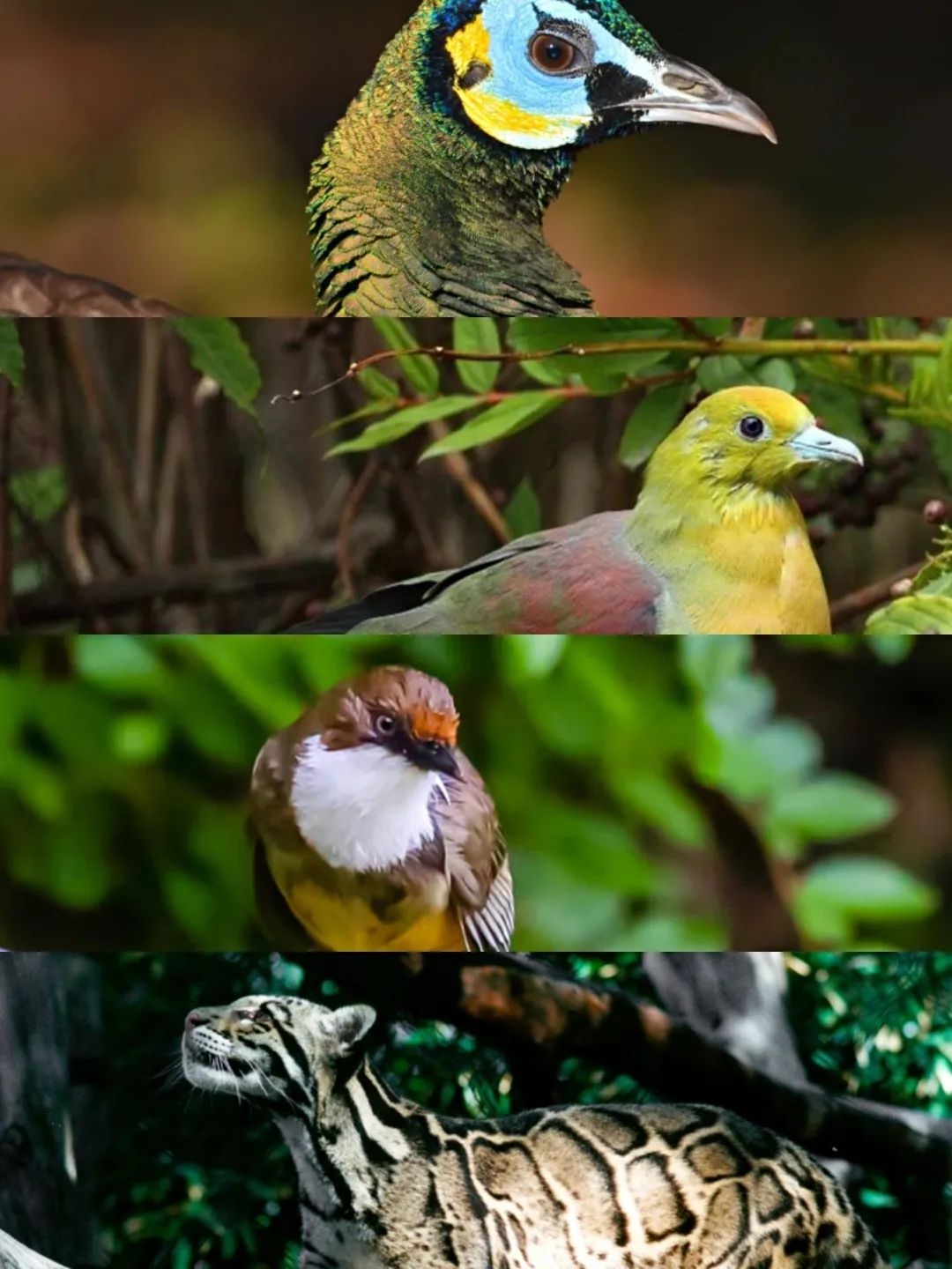 云南野生动物园