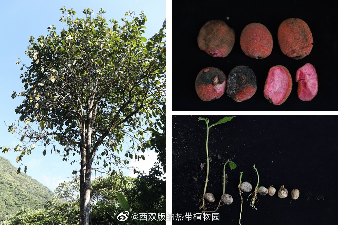 西双版纳热带植物园微博