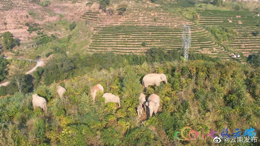 “云南发布”微博