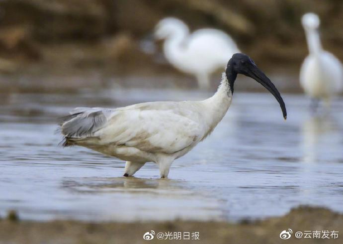 “云南发布”微博