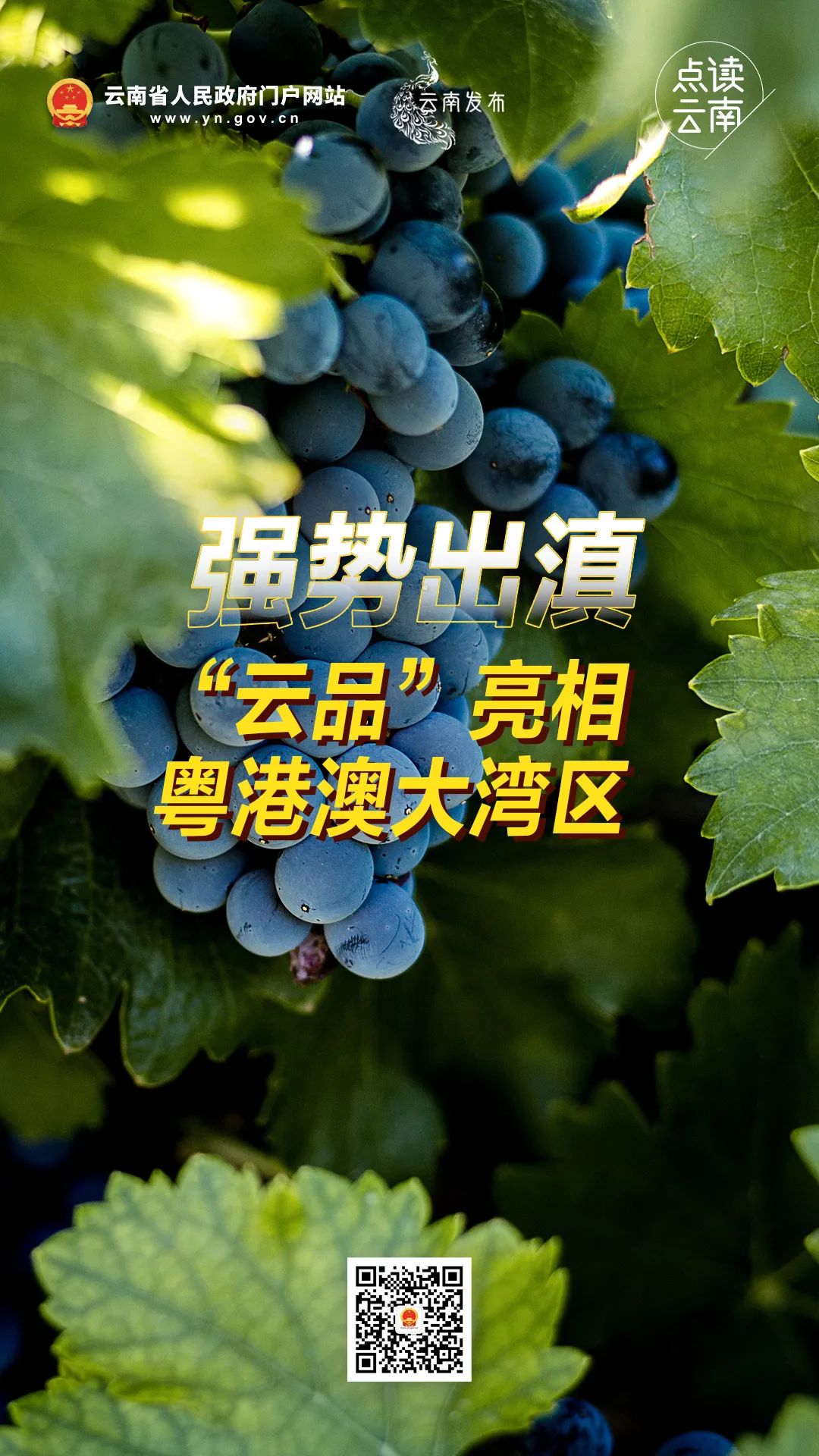 云南省人民政府网