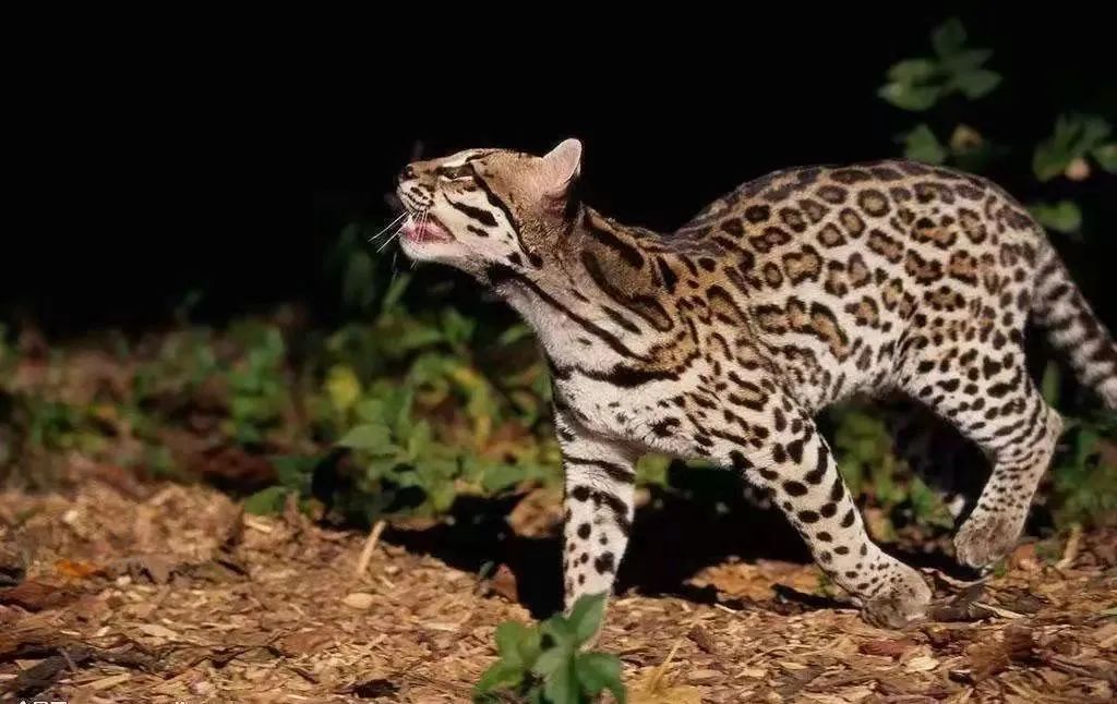 云南野生动物园