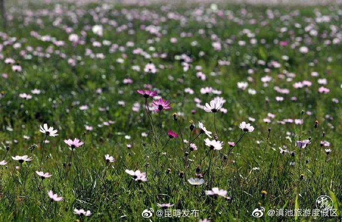 “滇池旅游度假区”微博