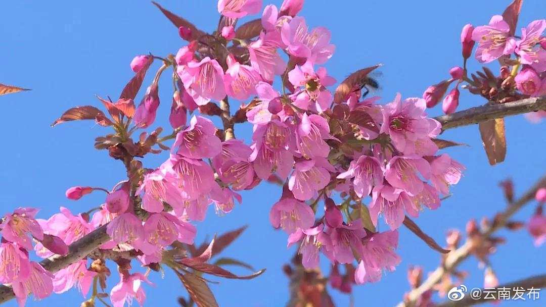 “云南发布”微博