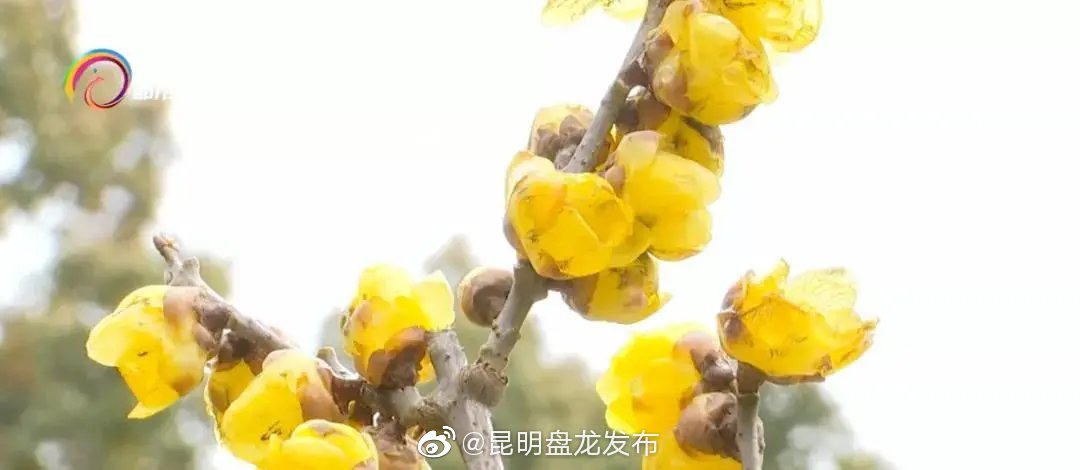 昆明盘龙发布